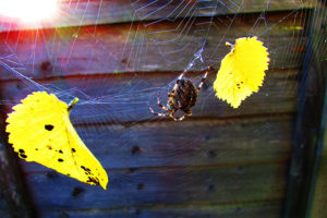 Picture 8 Tammy Nguyen - spider and leaves in web in West Ealing garden