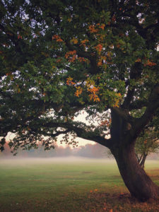Picture 9 Vahe Saboonchian - autumn mists at Pitshanger Park