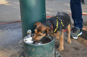 Dog lapping up water at the new Ealing Mile fountain in Lammas Park