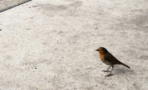 Natalie Burns - friendly robin in Walpole Park