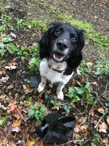 Charles the springer spaniel with one of his discoveries