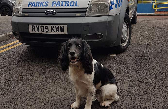 Parkguard's sniffer dog Charlie