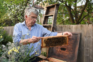 Nigel Tooth - beekeeper Mel lovingly relocating a swarm of 25,000 honeybees that landed in the back garden