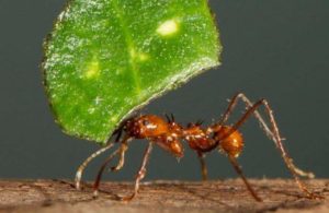 Leaf cutter ant