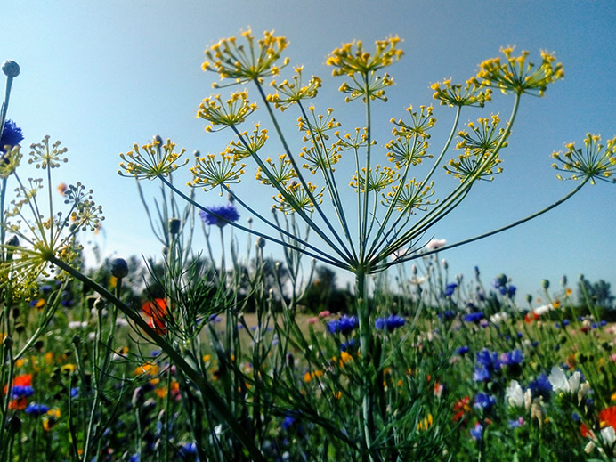 E - Wildflower border at Perivale Park on a sunny July morning, by Liz Scarff