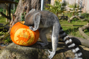 Meerkat enjoying Halloween pumpkin