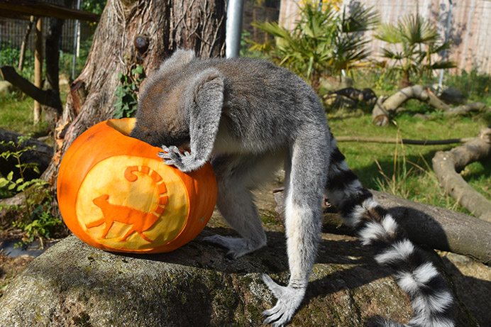 Meerkat enjoying Halloween pumpkin