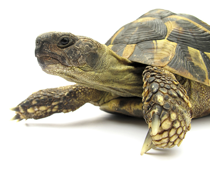 Register to vote in election - tortoise