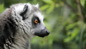 Lemur at Hanwell Zoo