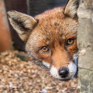 Close up of fox