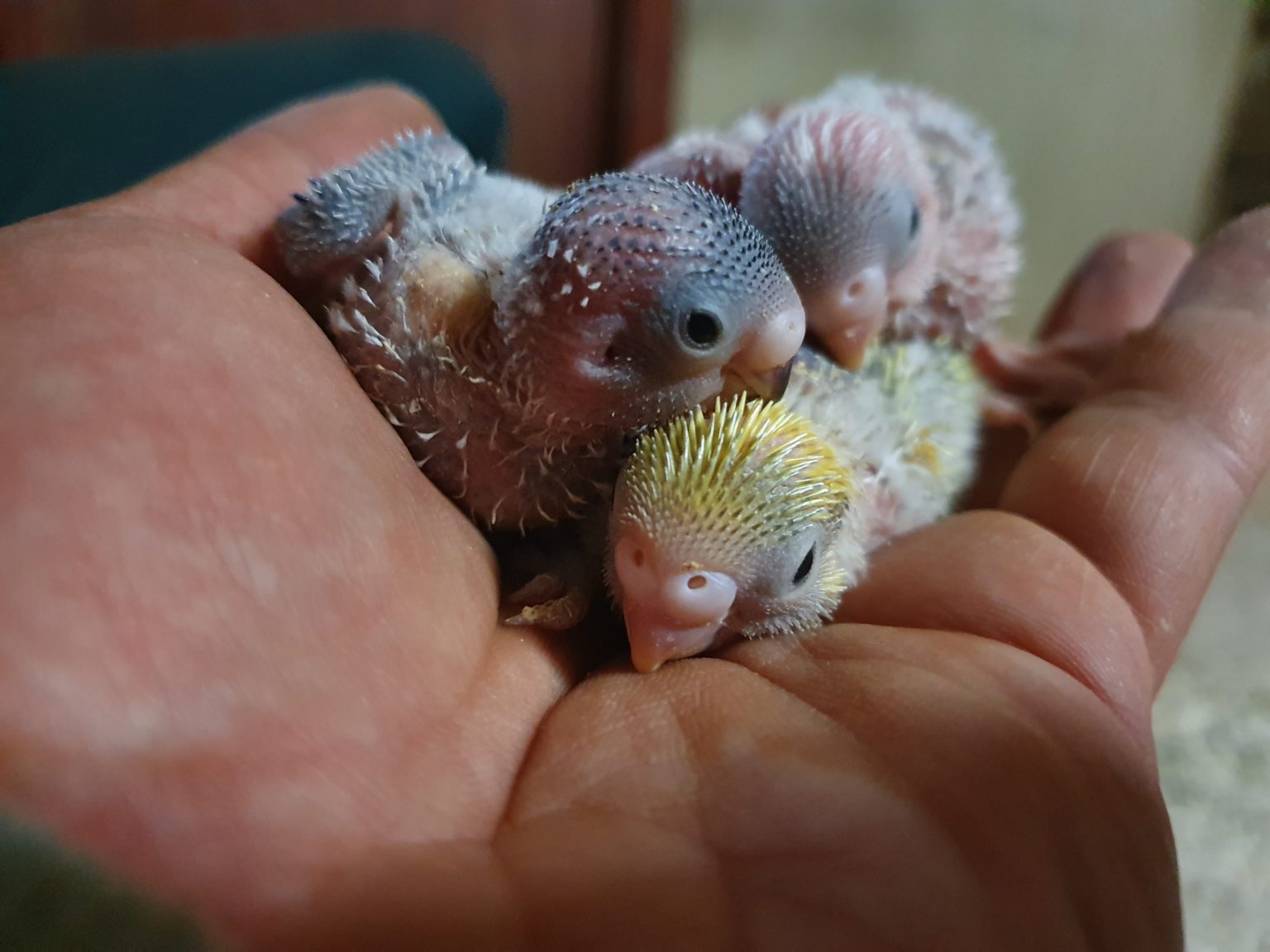 Baby chicks held in the palm of a hand