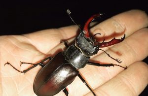 Stag Beetle in the palm of a hand