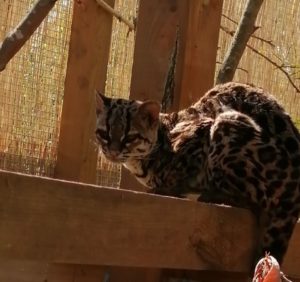 Margay at Hanwell Zoo