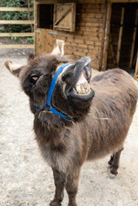 Mini donkey at Hanwell Zoo