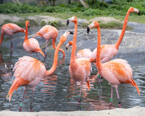 Flamingos, Hanwell Zoo