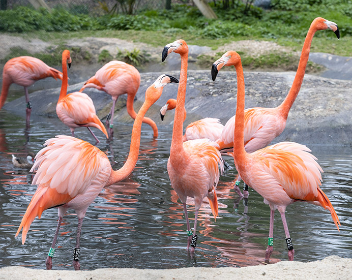 Flamingos, Hanwell Zoo