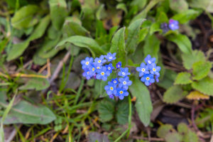 Small blue flowers