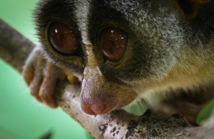 Baby grey slender loris