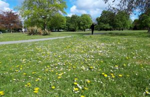 Park space with green grass and flowers