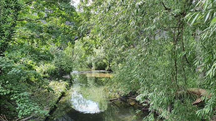 trees lining the banks of the River Brent hanwell