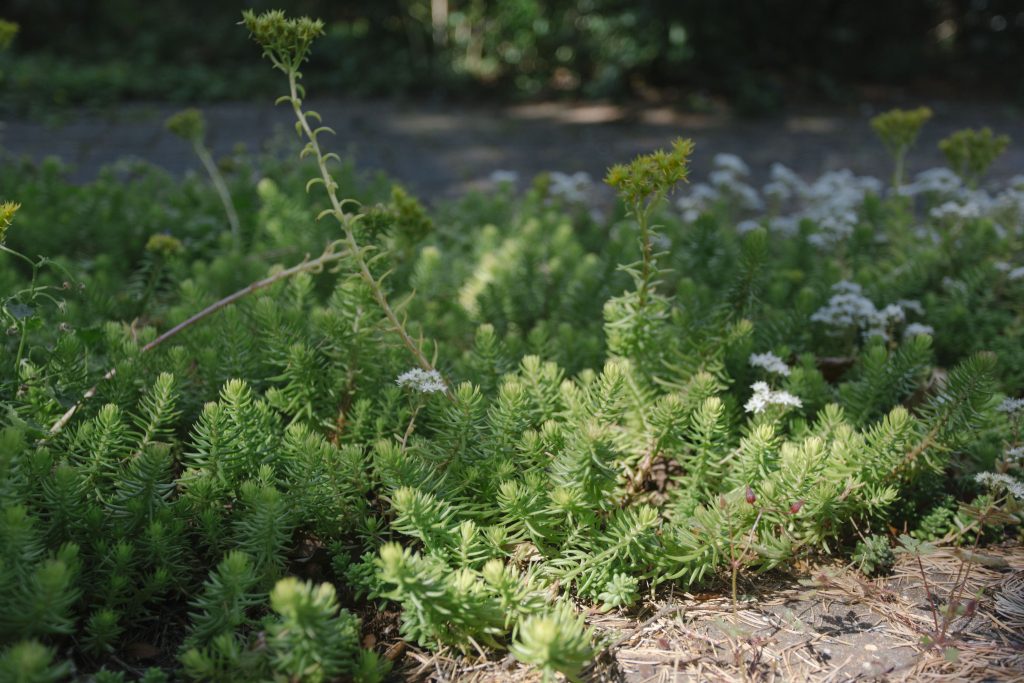 Close-up photo of stonecrop plant growing in a driveway