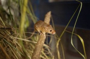 A harvest mouse in its natural meadow habitat