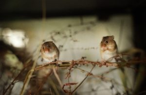 harvest mice in long grass