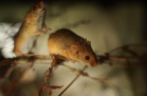 A harvest mouse in long grass