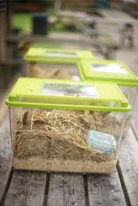 harvest mice in captivity ahead of release