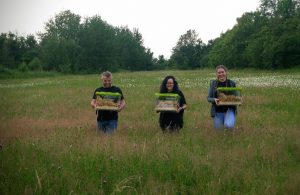 A harvest mouse being reintrocuded into a meadow