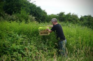 A harvest mouse being reintrocuded into a meadow