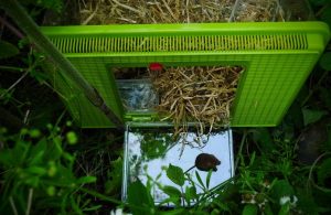 A harvest mouse being reintrocuded into a meadow