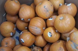 Pumpkins on sale at Haloween