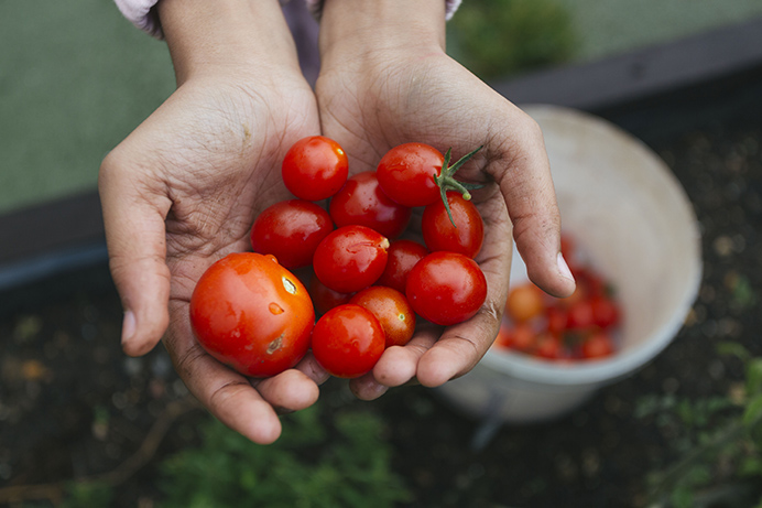 A girl's hands full of tomatoes