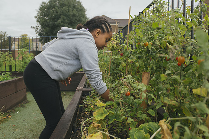 Girl checking tomatoes growing in a community garden