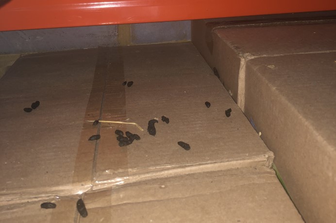 Mutliple rodent droppings found on a cardboard box