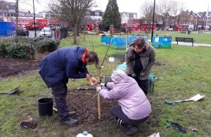 Three volunteers planting a tree in a park