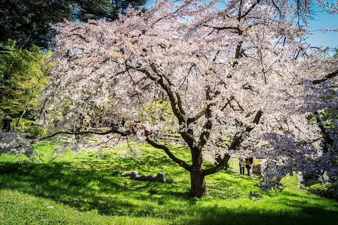 Cherry blossom tree