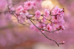 Close up view of cherry blossoms on a tree branch