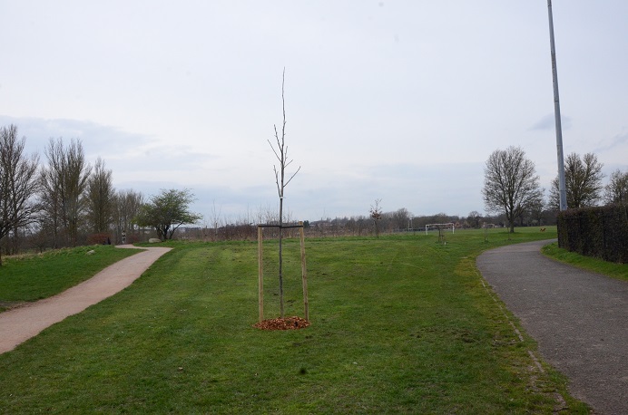 Walnut tree planted in Perivale Park