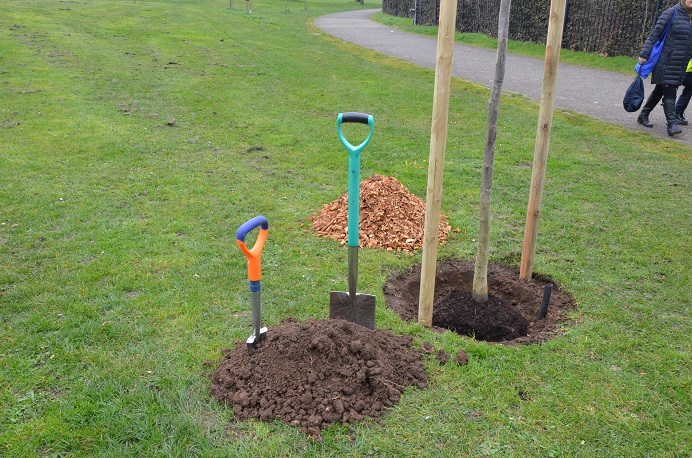 Two shovels waiting by tree to be planted