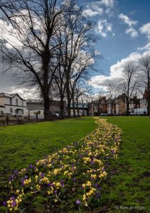 Acton Green Common