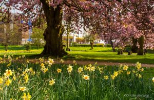 Acton Park