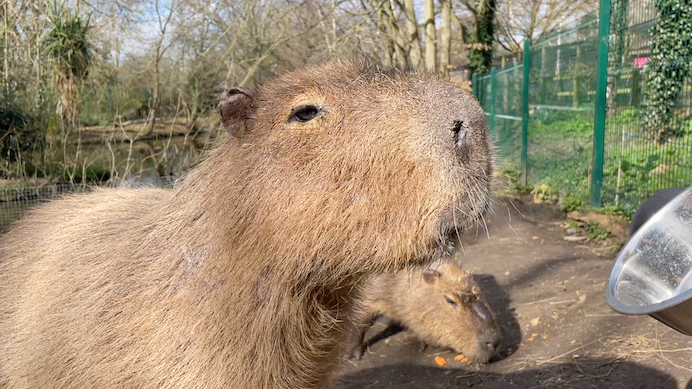 Capybara at Hanwell Zoo