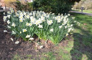 Lammas Park