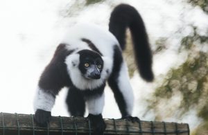 A lemur