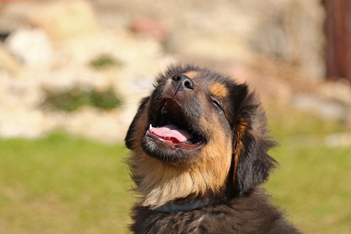 Puppy facing the camera