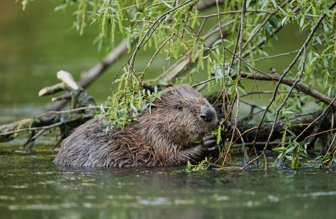 A beaver in the water