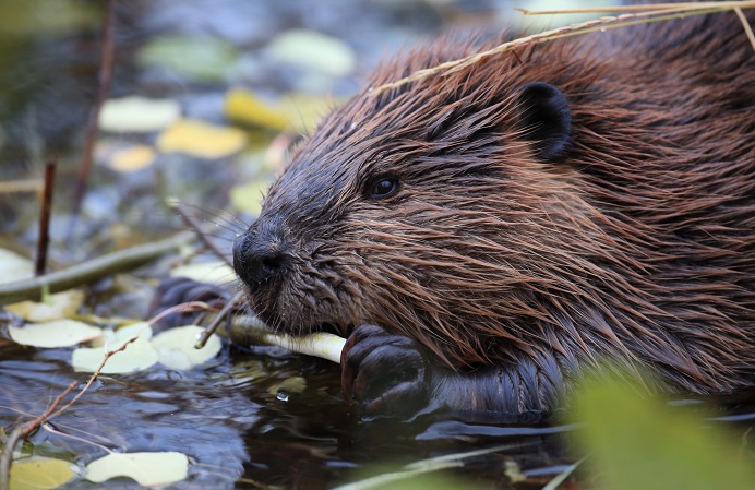 A beaver in its river habitat
