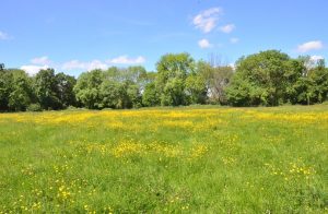 Brent Lodge Park on a sunny day